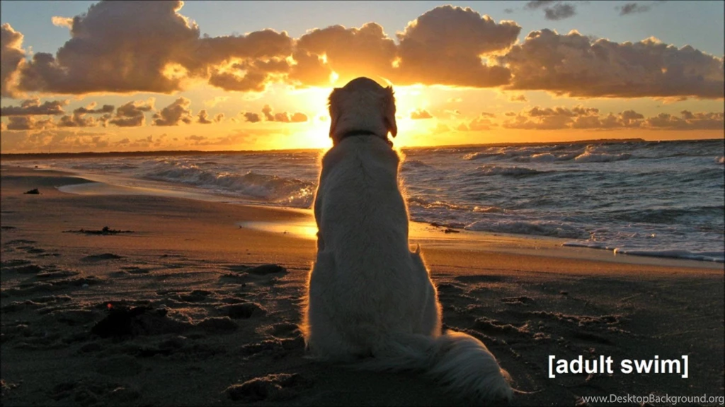 Adult Swim Bump Carelessly Lazy YouTube