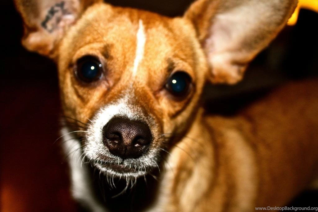 Taco Terrier Live Wallpapers Android Apps On Google Play