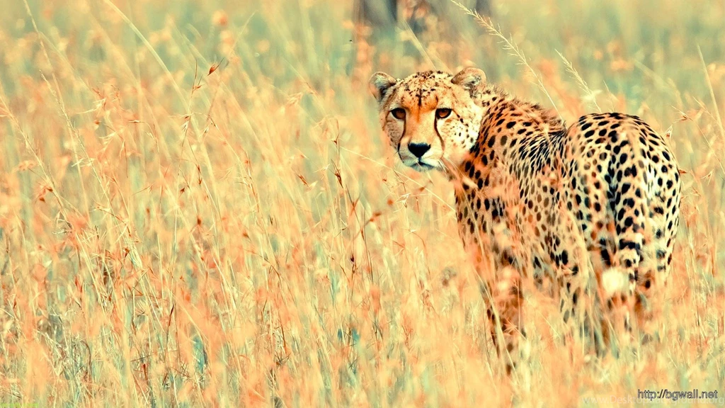 Cheetah Tumblr Wallpapers