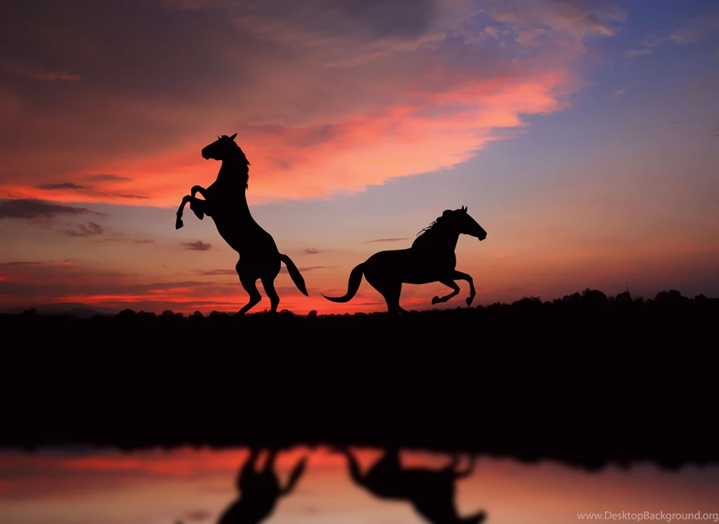 Horse Wallpapers And Backgrounds 16205 HD Wallpapers Site