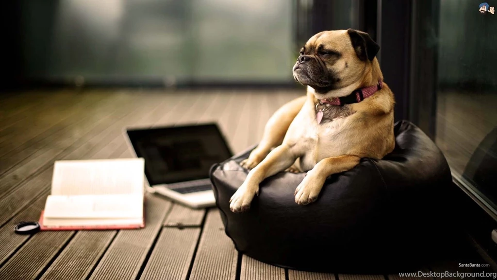 Funny Pug Wallpapers Wallpapers Cave