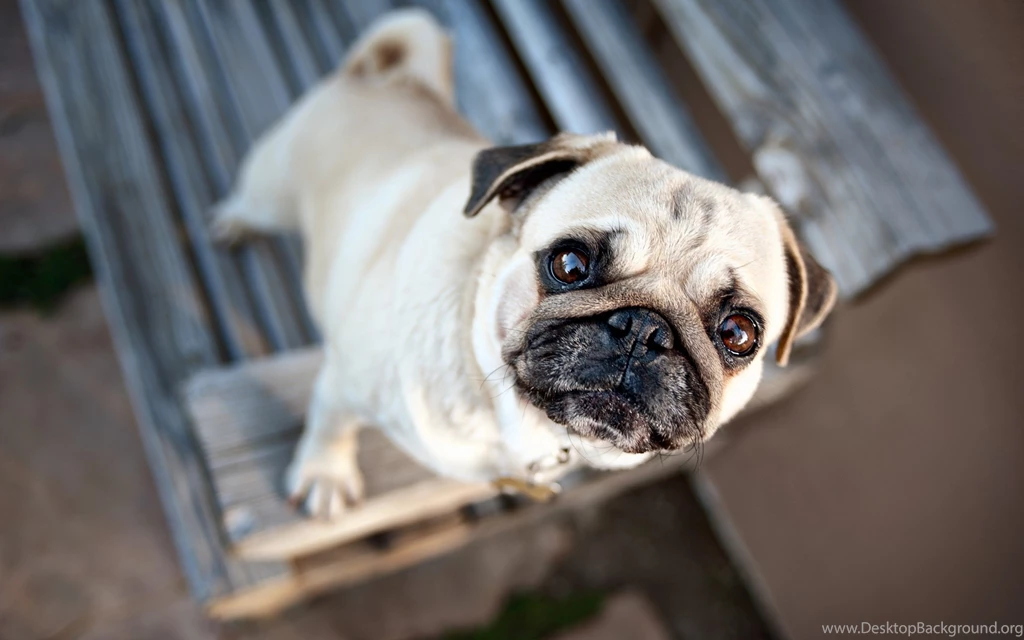 Pug Puppies Wallpapers Hd 40 Free Wallpapers Hivewallpaper.com