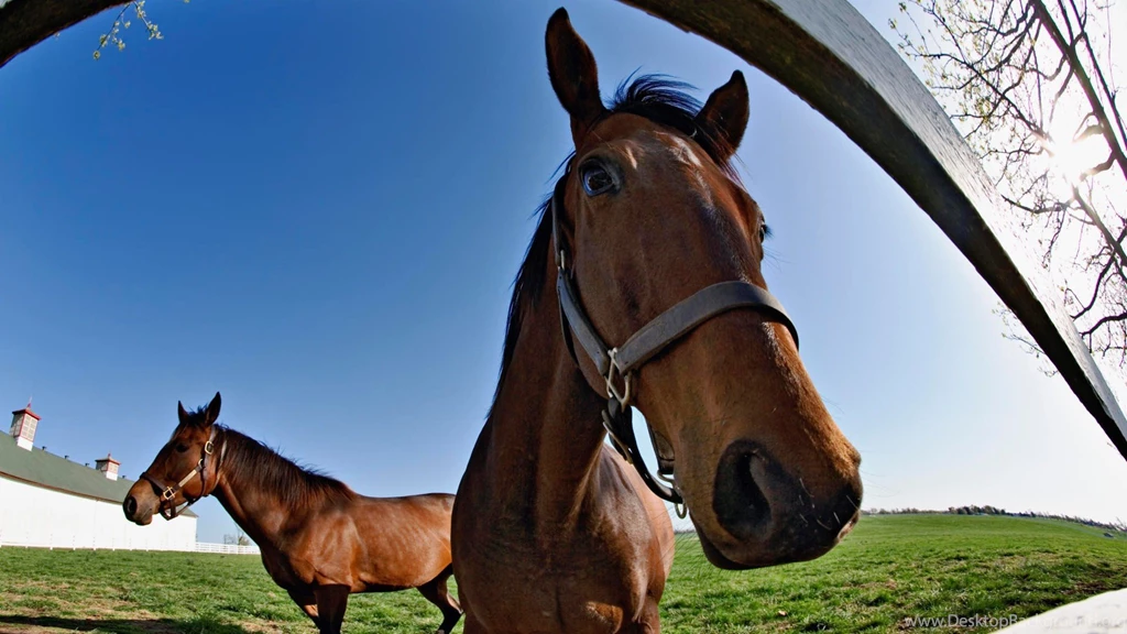 Two Animal Red Horse In Gardan HD Photo Download
