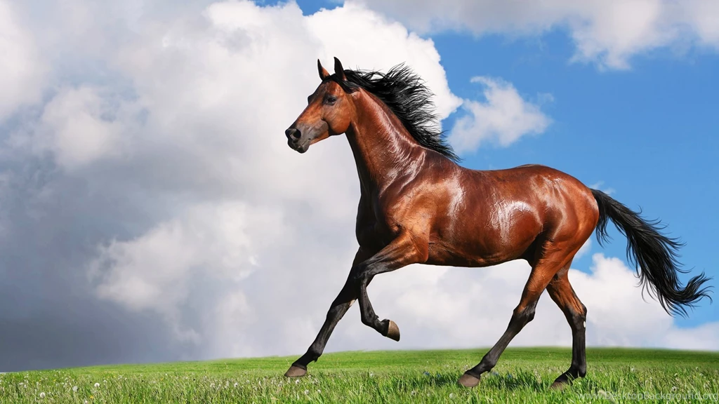 Horse Images