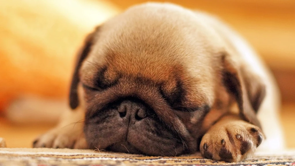 Cute Pug Puppy Sleeping YouTube