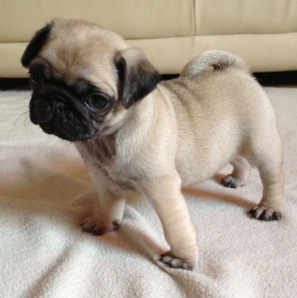47 Very Cute Pug Puppy Pictures And Photos