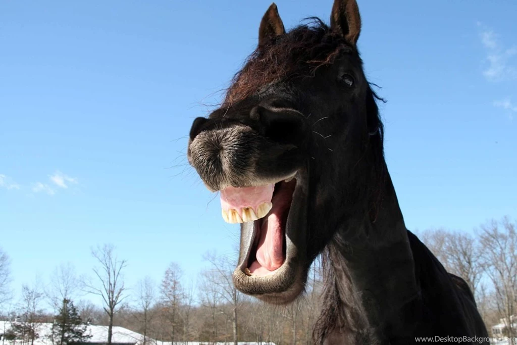Funny Red Horses Wallpapers Entertainment Only