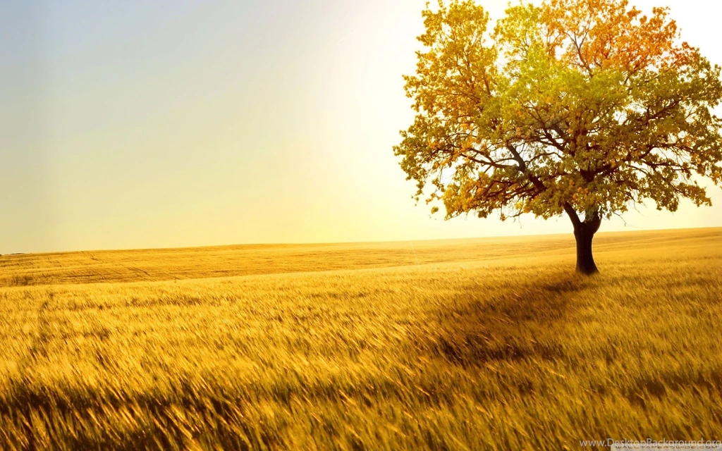 Landscape Nature Trees Fields Wallpapers Full HD [2560x1600]   Free ...