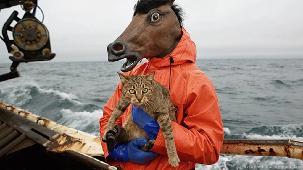 Wtf Boats Cats Funny Horses Wallpapers (