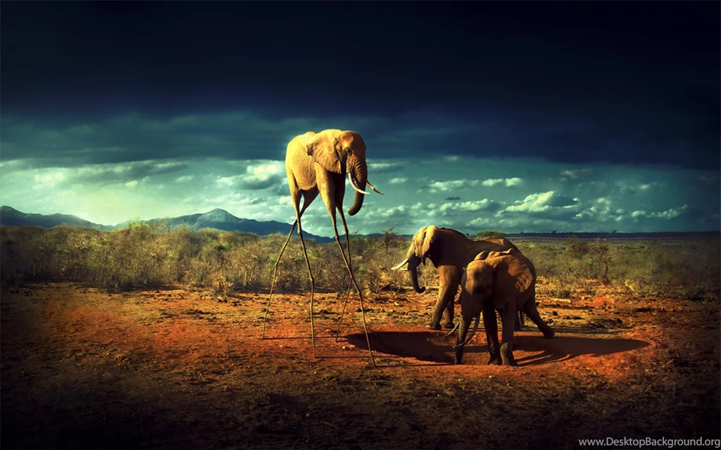 Wtf Elephant Wallpapers