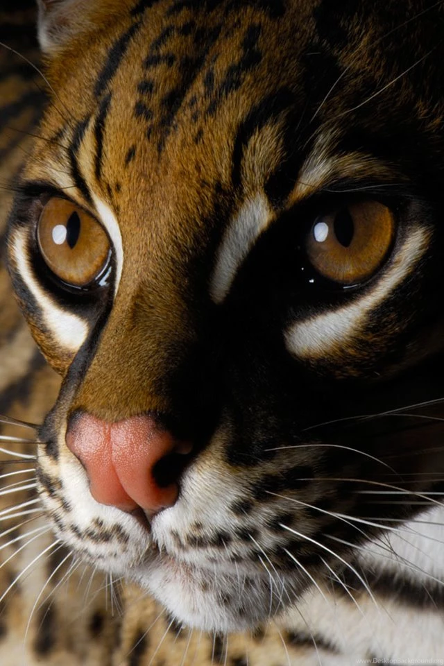 Free Wallpapers: High Resolution Wallpapers For Iphone 4