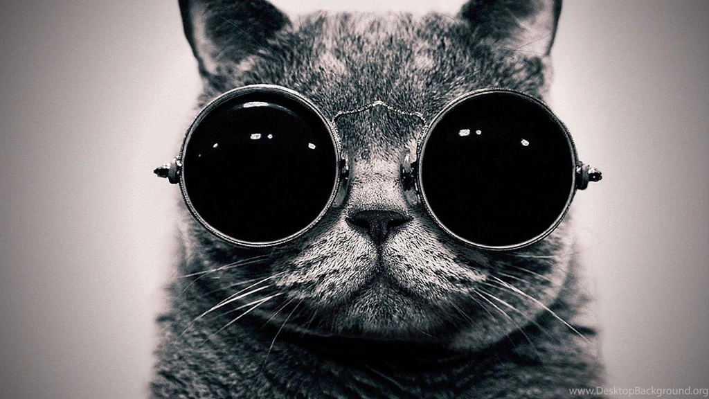 Cute Black Cat Wallpapers Hd