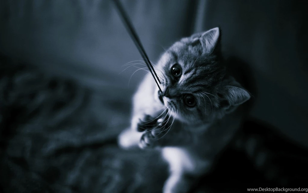 Black HD Cat Wallpapers