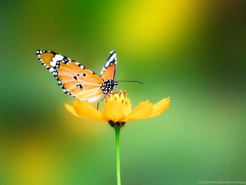 Green,nature Green Nature Flowers Butterfly Insects Summer Season ...