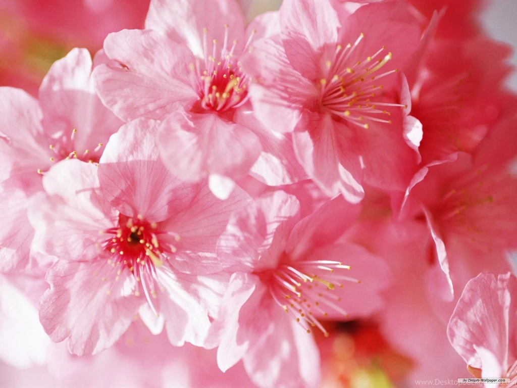 Downloading Wallpapers Of Flowers HD Wallpapers Desktop Wallpapers ...