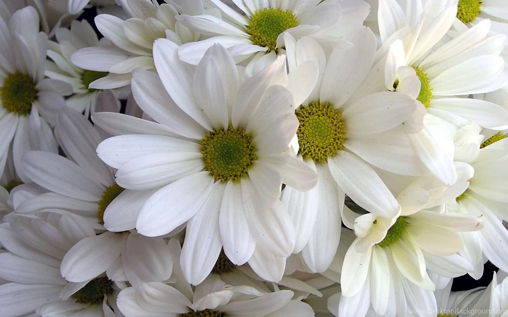 Flower Wallpapers Download Collection (41+)