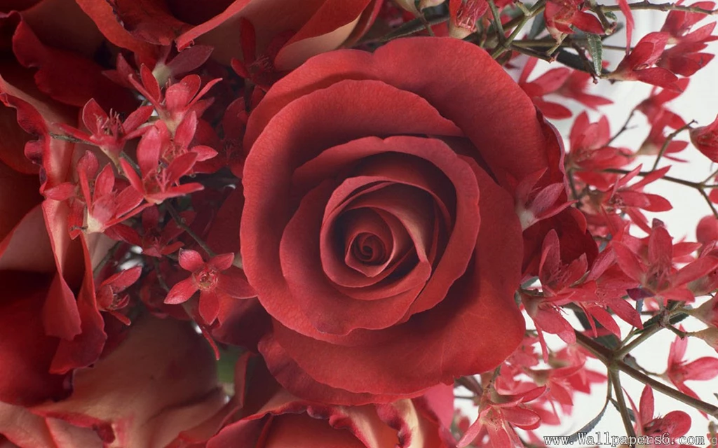 RePin Image: Flower Wallpapers On Pinterest