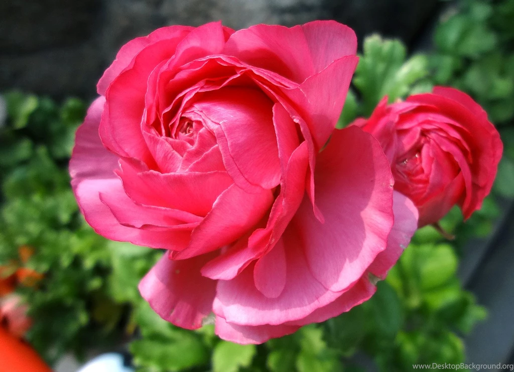 Floral Wallpapers 30918   Flower Wallpapers   Flowers