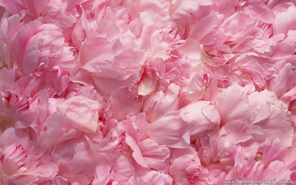 Flowers Combination - Flower Wallpapers Free Download ...