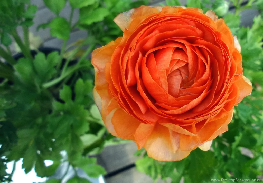 Room Flower Wallpapers 20952 Flower Wallpapers Flowers