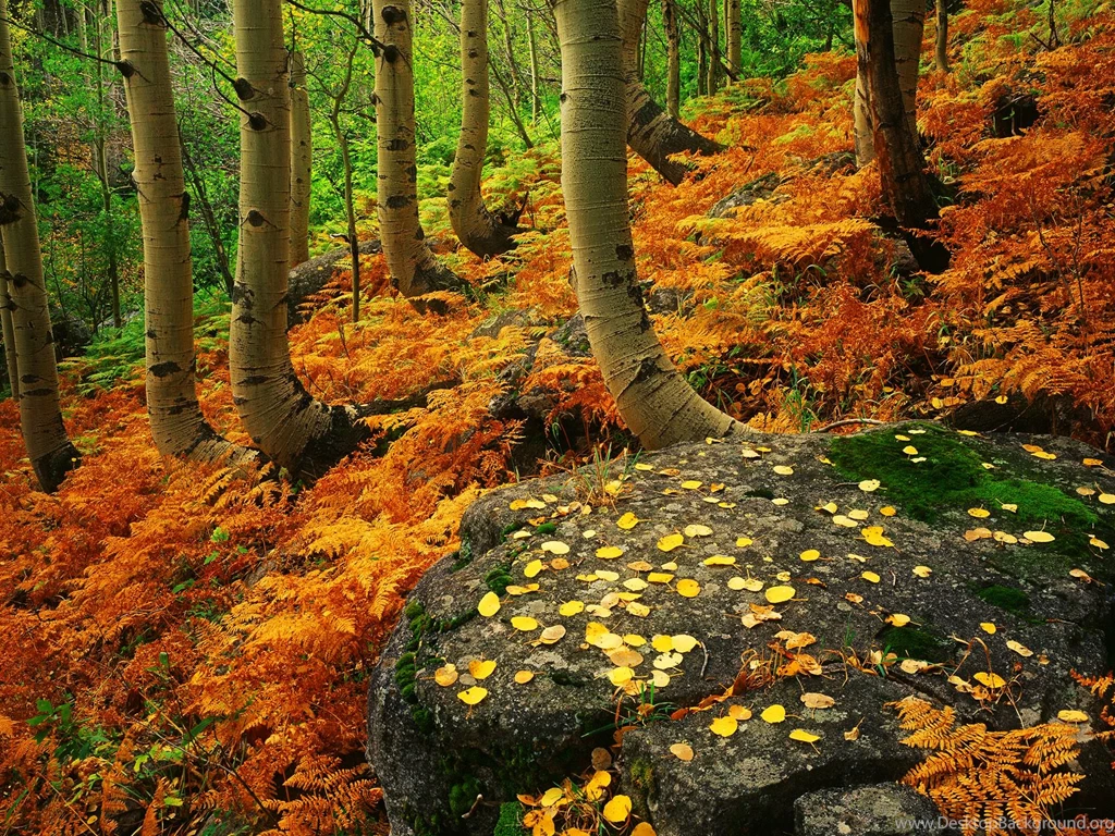 Seasons Wallpapers