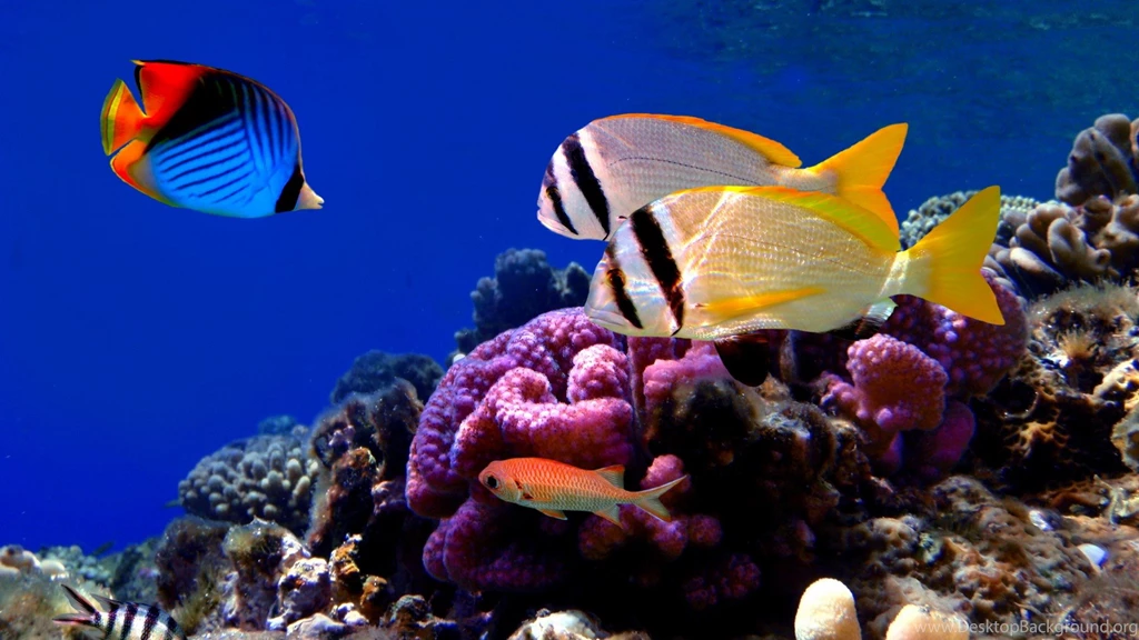 Coral Fish Wallpapers