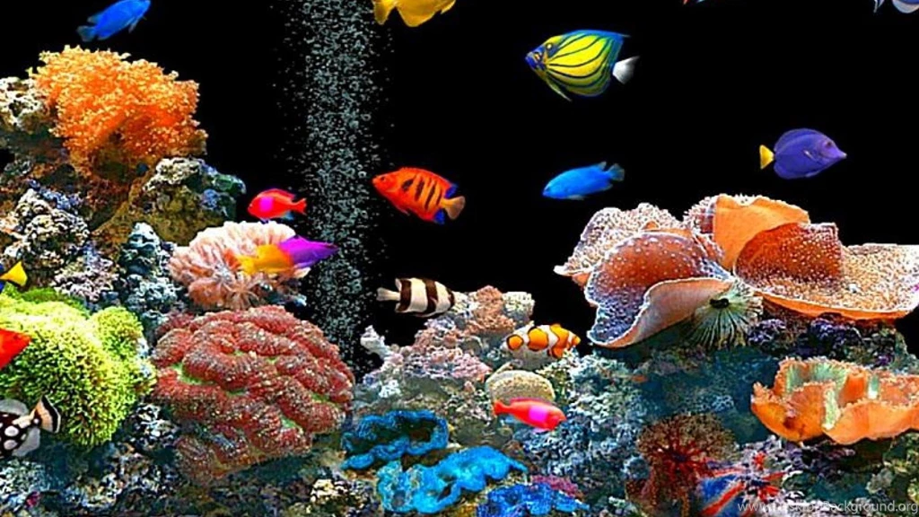 COLORFUL FISH WALLPAPER   (
