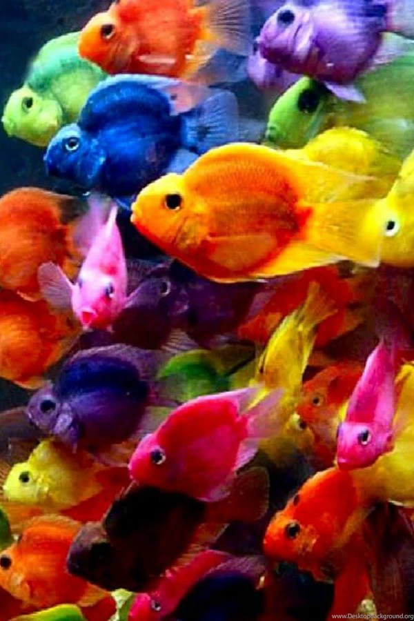 Fish Wallpapers   Android Apps On Google Play