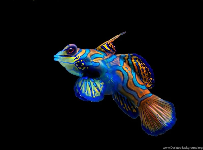 Ocean Colorful Fish 3098x2294 Wallpapers – Nature Oceans HD Desktop ...