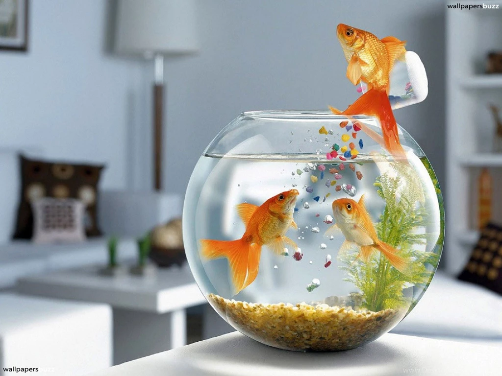 Three Golden Fish HD Wallpapers