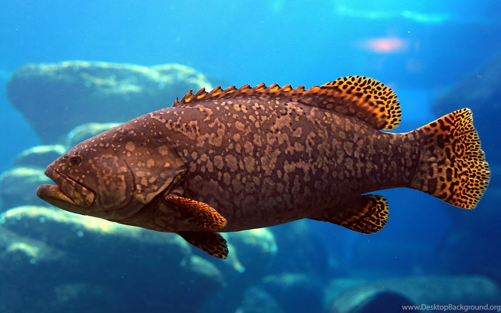 Animals   Fishes   Colorful Fish   HD Wallpapers 14   BestePics