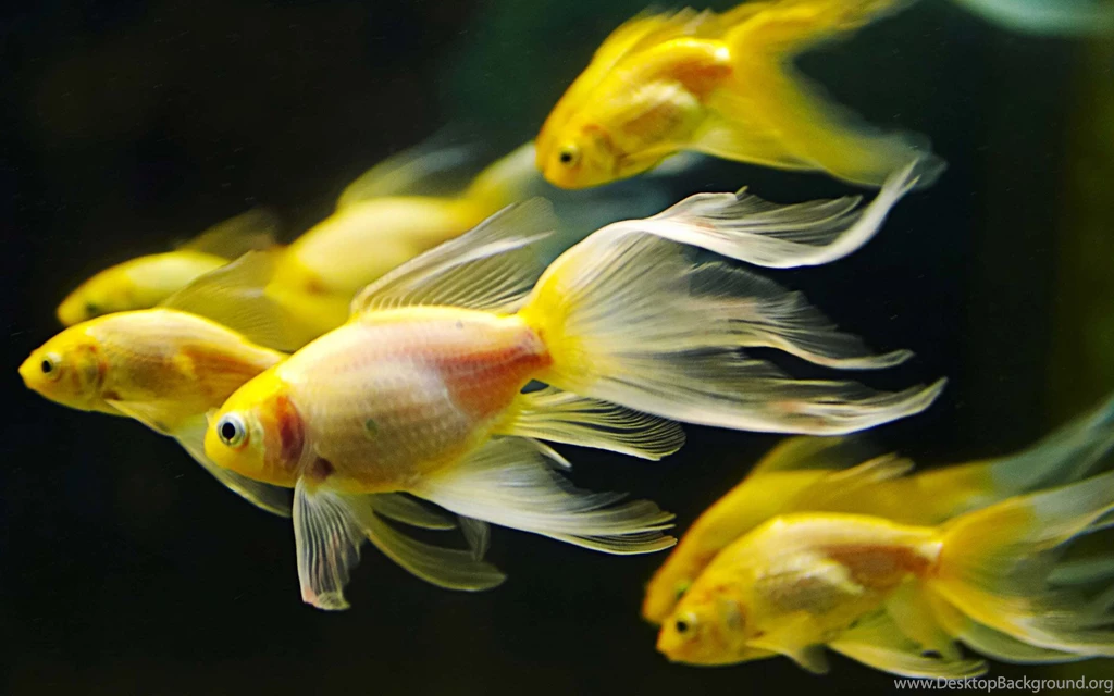Colorful Fishes Wallpapers