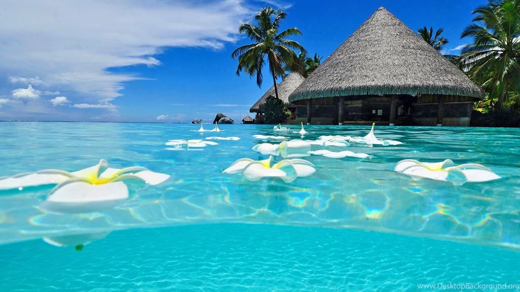 Paradise Wallpapers Collection (31+)