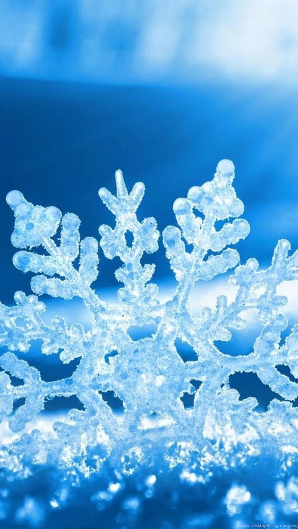 Flower Android Wallpapers HD 247.jpg