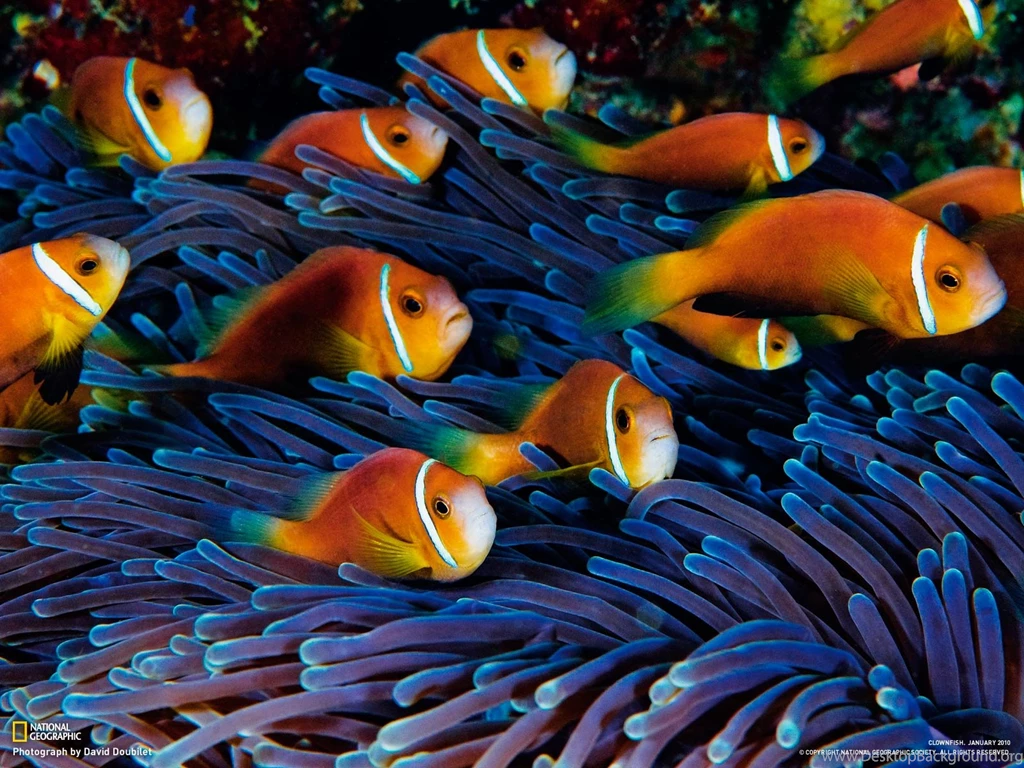 National Geographic Animal Wallpapers Download