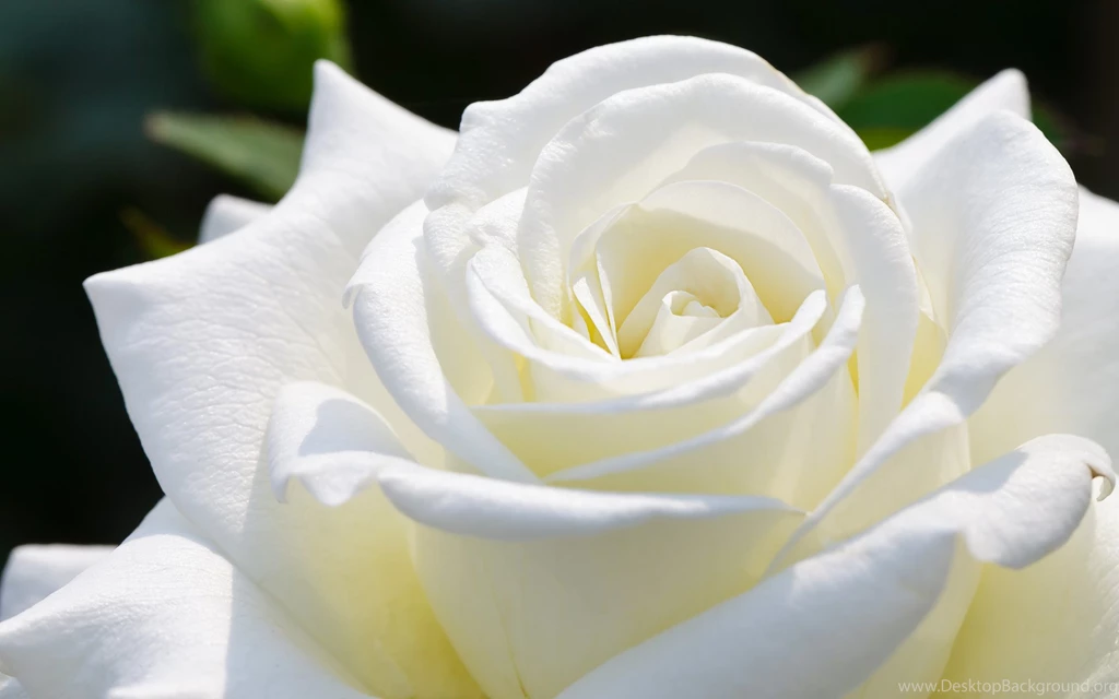 White Rose Images