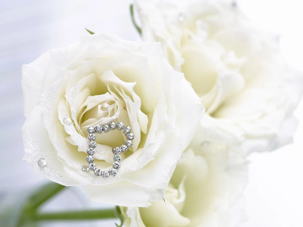 White Rose Wallpapers