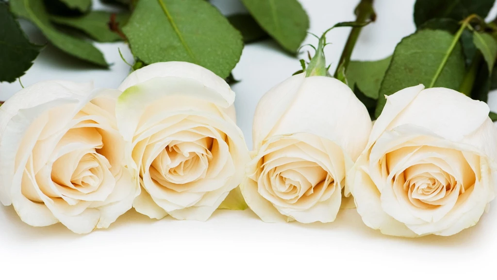 White Rose Wallpapers Free Download GY7