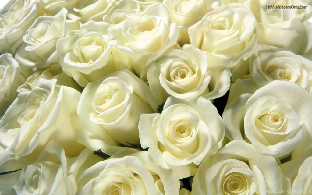 White Rose Wallpapers   HD Wallpapers Pretty
