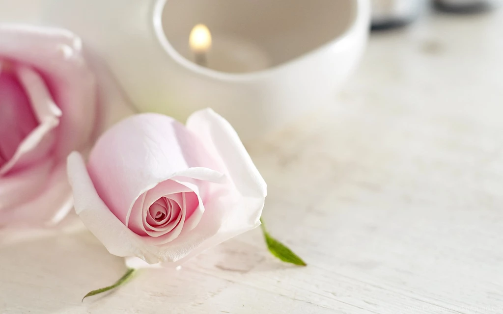 Beautiful White Rose Wallpapers