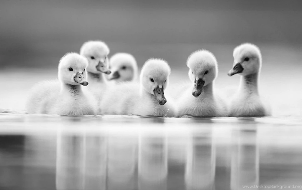 Download Black And White Photography Wallpapers Full HD