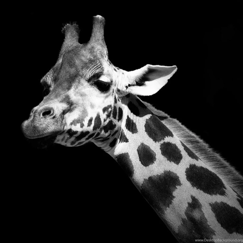Black And White Photography Giraffe