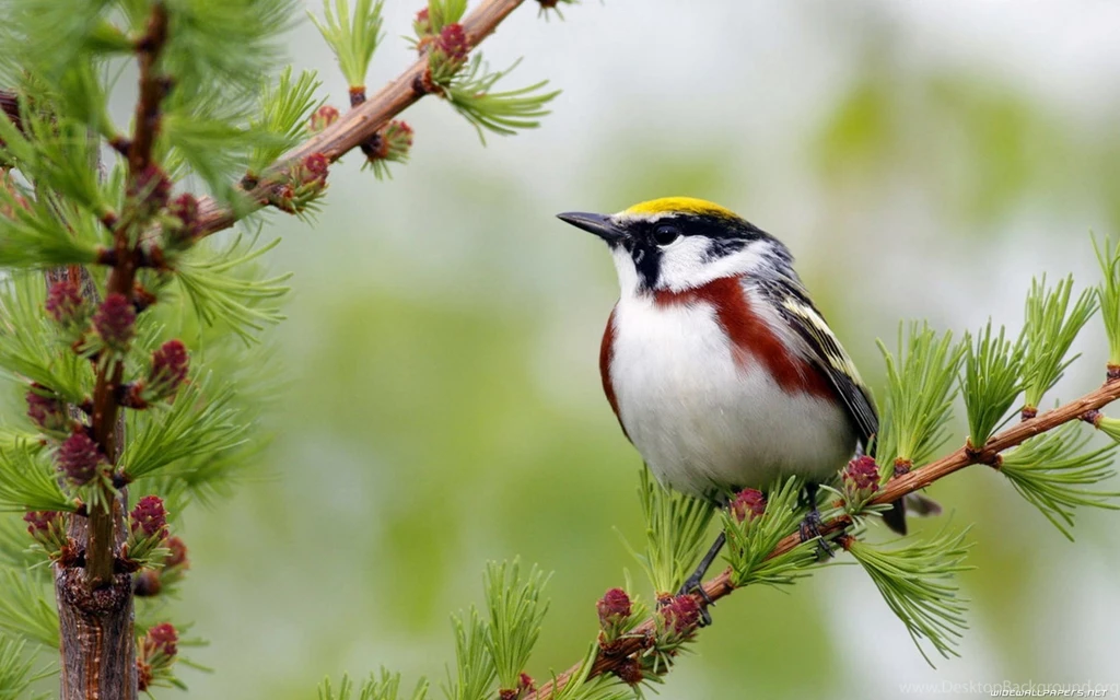 Birds Wallpapers Archives Page 57 Of 76 WideWallpaper.info ...