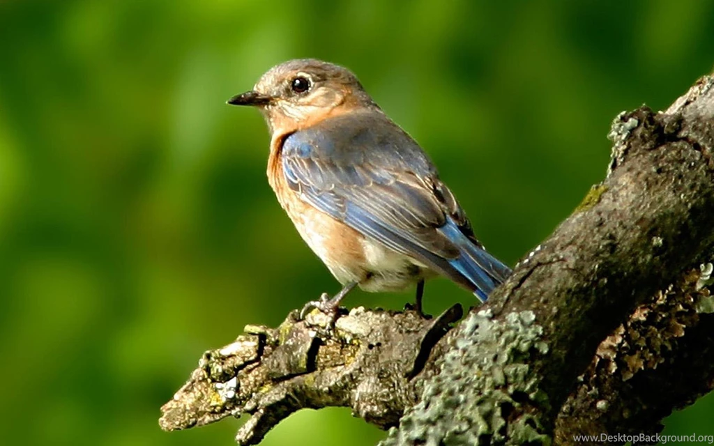 Wallpapers Birds