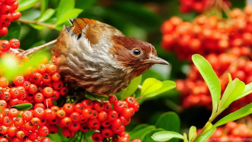 Beautiful Birds Wallpapers (20 Photos)
