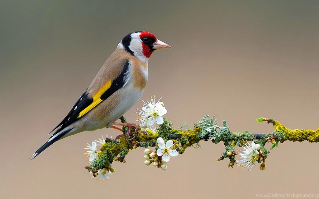 Bird Wallpapers HD
