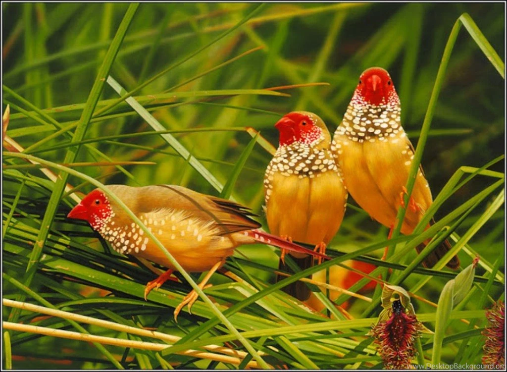3d And HD Birds Flying Angry Picture Wallpapers Free Download