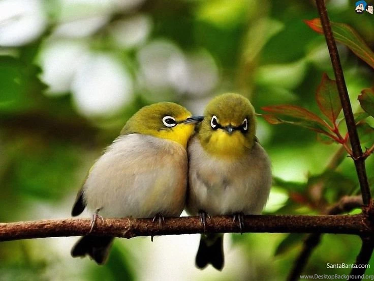 Nature Birds Wallpapers