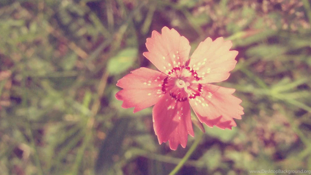 Retro Flower HD Wallpaper, HD Desktop Wallpapers