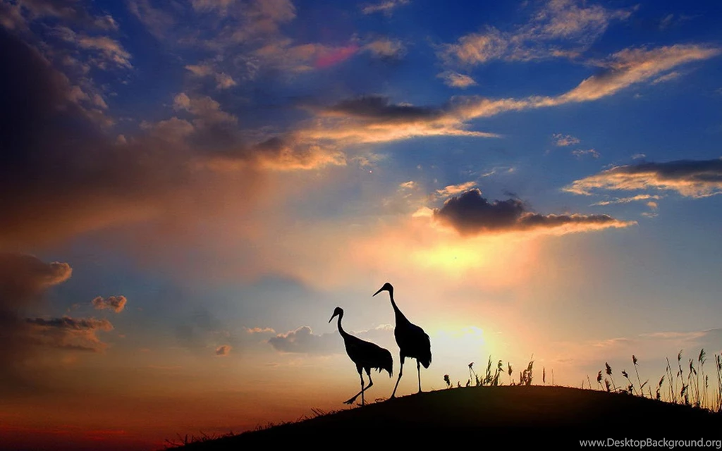 Good Luck And Longevity Of Red crowned Crane HD Photography ...